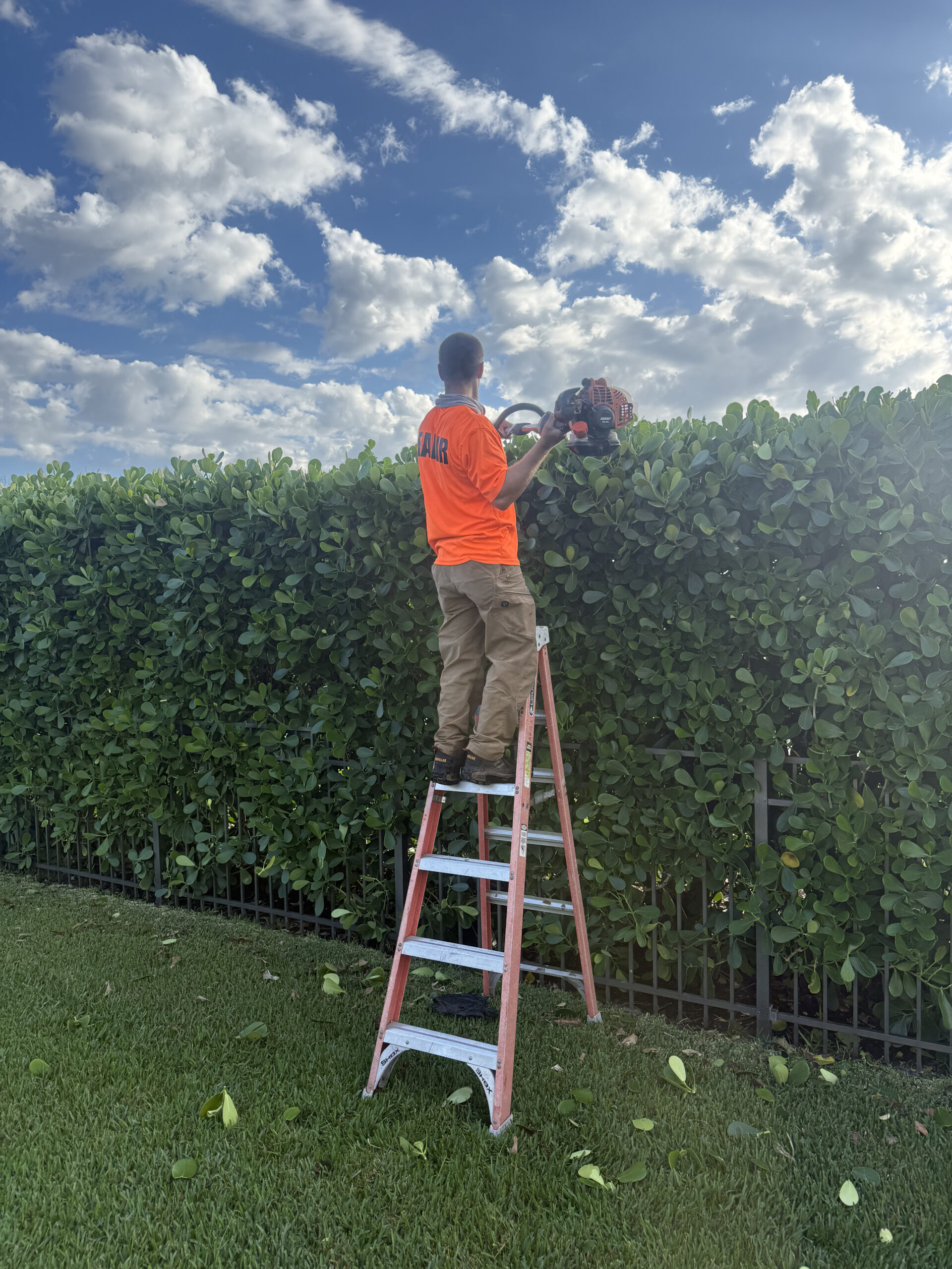 Hedge trimming service by lawn care professional in Southwest Florida